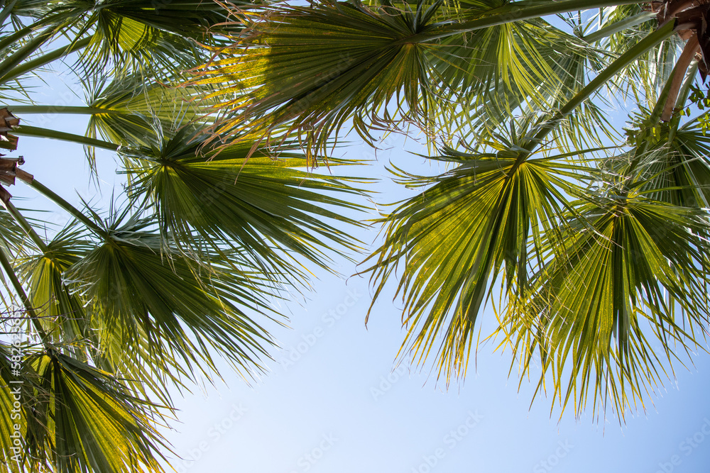 Green palm leaves against the blue sky, tropical paradise background.