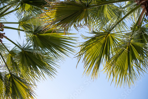 Green palm leaves against the blue sky  tropical paradise background.