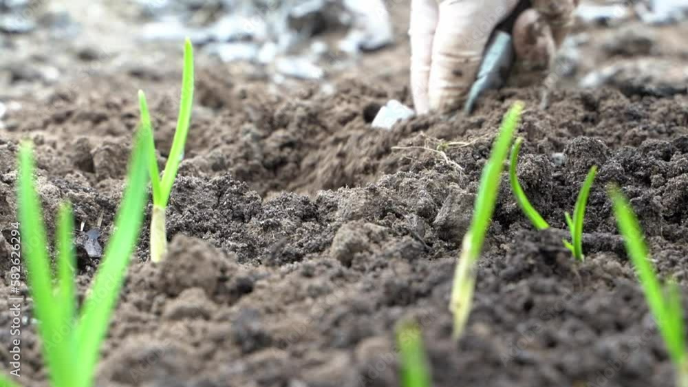 the gardener plants onions in the garden the gardener plants onions in the garden