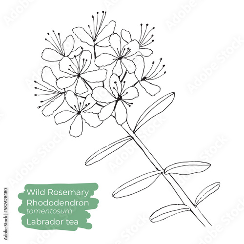 Wild Rosemary or Rhododendron tomentosum or labrador tea vector illustration. Hand drawn, line art.