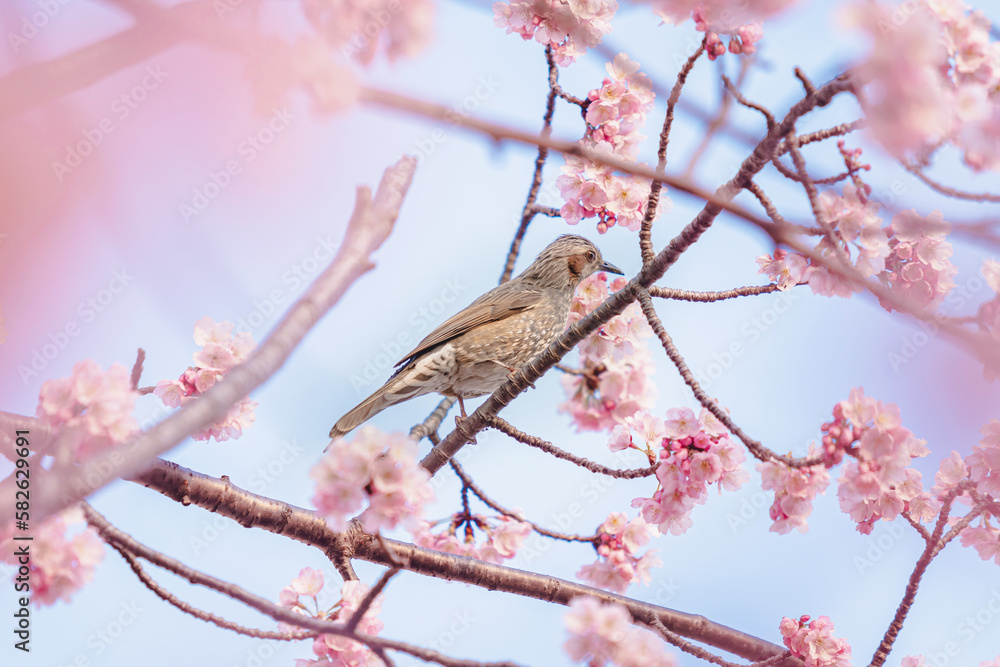 A little bird eats nectar from cherry blossoms (Sakura) on the tree under blue sky , Beautiful Sakura flowers during spring season in the park Japan (Soft focus) A little bird eats nectar from cherry blossoms (Sakura) on the tree under blue sky , Beautiful Sakura flowers during spring season in the park Japan (Soft focus)