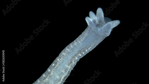 Aulophorus sp worm under a microscope, family Naididae. Lives in water contaminated with organic residues. At the end has gills similar to tentacular appendage. photo