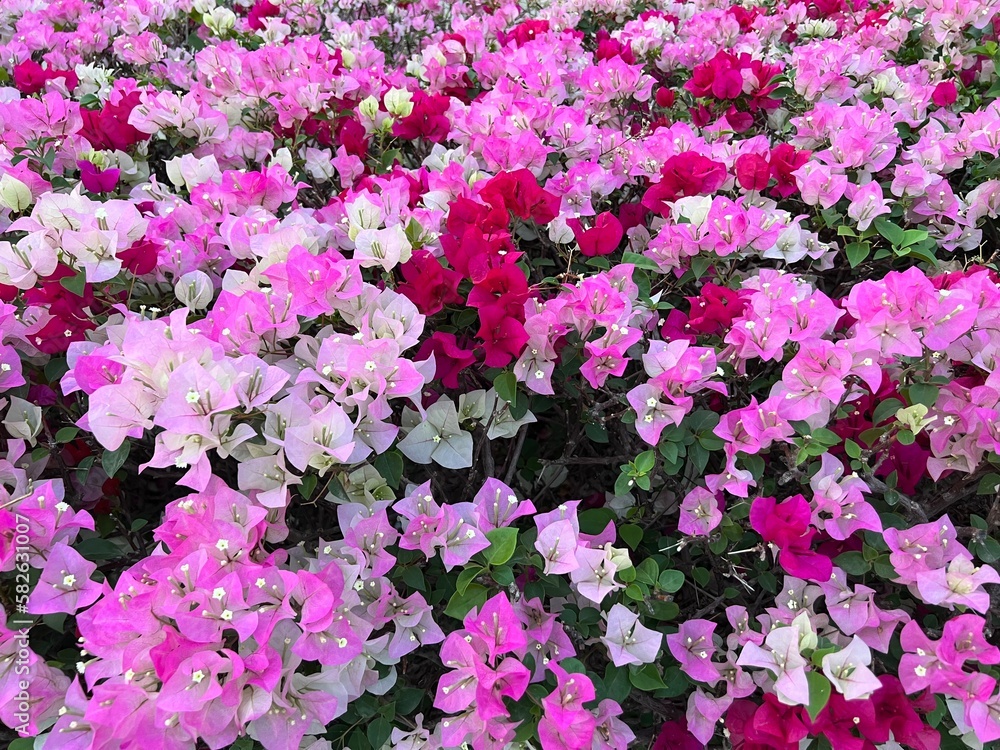 Obraz premium Pink Bougainvillea