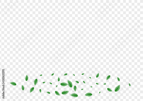 Greenish Leaves Background Transparent Vector. Vegetation Flying Card. Isolated Texture. Light Green Vitality Frame. Sheet Icon.