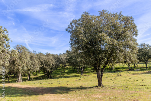 holm oak fields in the town of Buitrago de Lozoya, Madrid