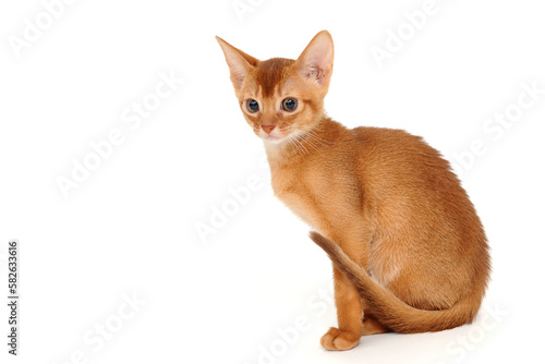 Abyssinian red kitten on a white isolated background