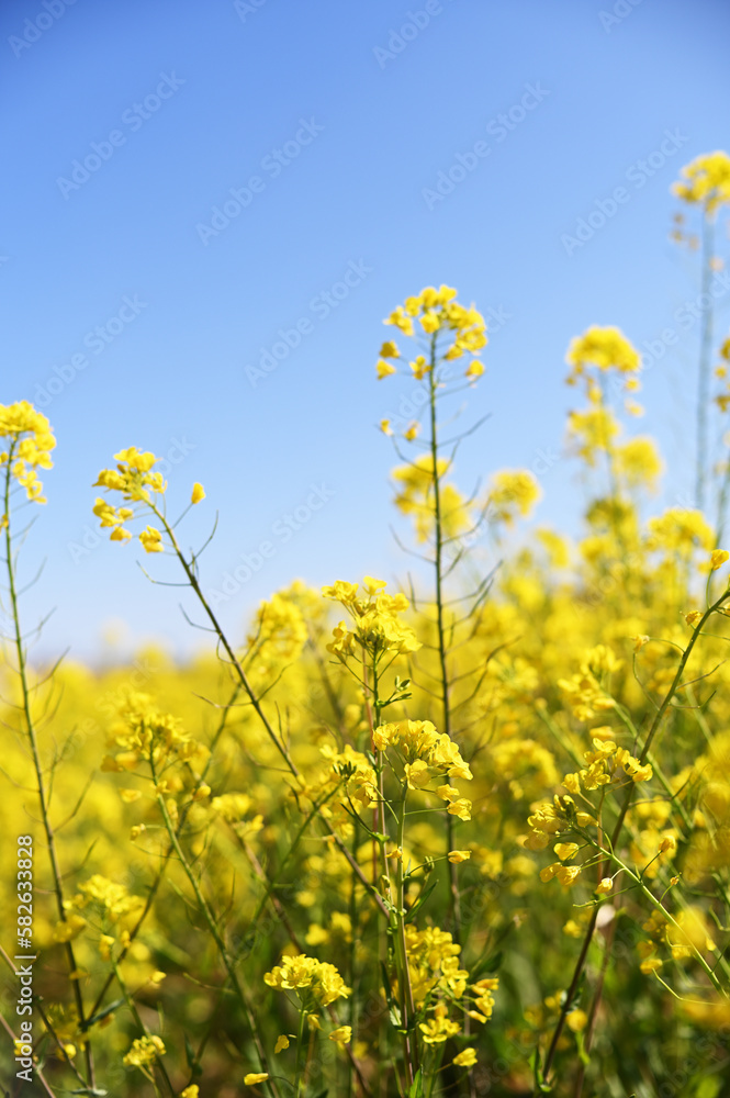 春の花 菜の花 春の花 菜の花