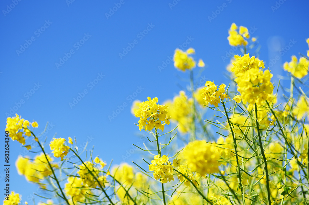 春の花 菜の花 春の花 菜の花