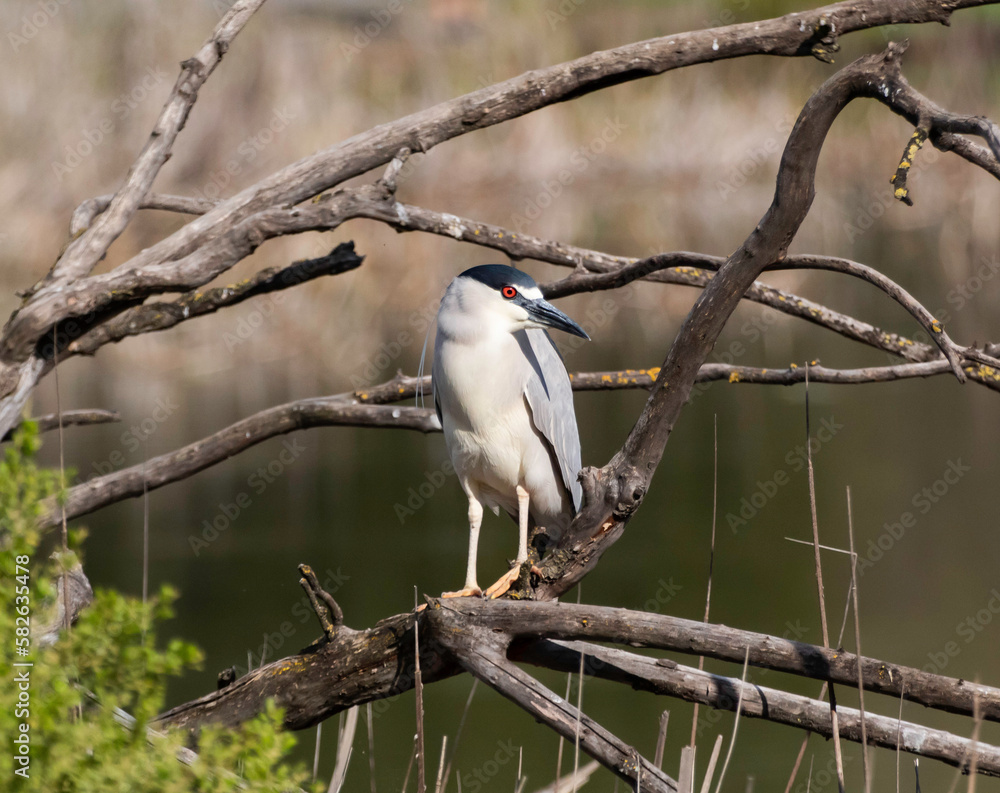 A night Male Night Heron in a tree A night Male Night Heron in a tree