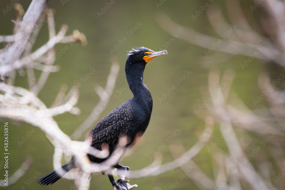 Fototapeta premium A Cormorant sitting on a branch lakeside