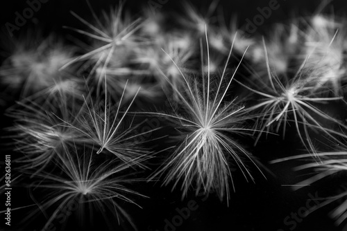 Close up abstract Dandelion  black and white photography