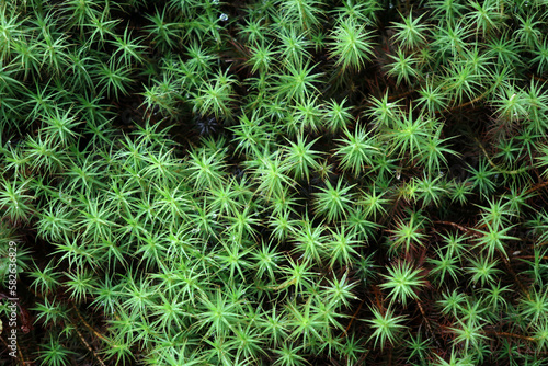 Polytrichum commune - Common haircap - Great golden maidenhair - Great goldilocks - Common haircap moss - Common hair moss photo