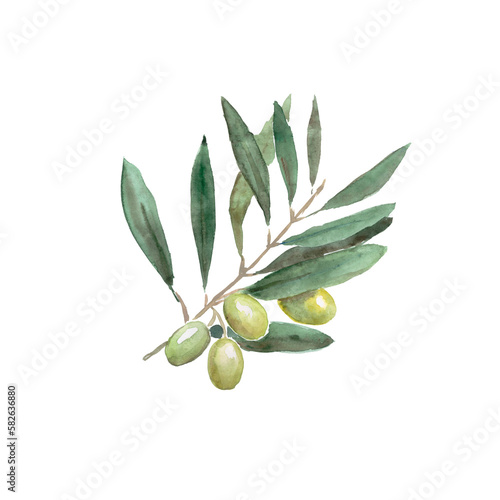 Olive   olive tree  green olives  olive branch   watercolor illustration  vegetarian food