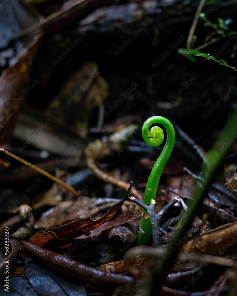 Young fern leaf in the dark forest habitat. Rotorua. Vertical format.