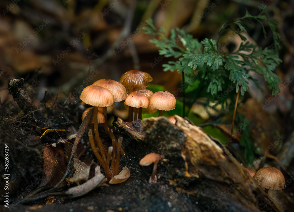 Fototapeta premium Mushrooms growing on fallen tree trunk in forest. Rotorua. New Zealand.