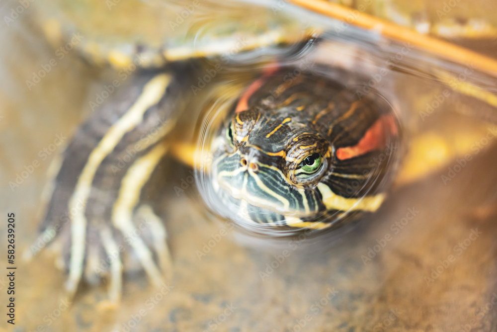 Naklejka premium Aquatic turtles in the pond at Baba Vanga in Rupite, Bulgaria.