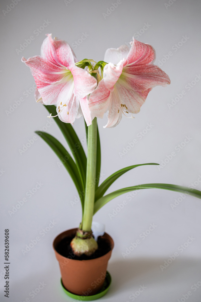 Pink flower. Blooming hippeastrum pink.  Delicate petals. A charming flower