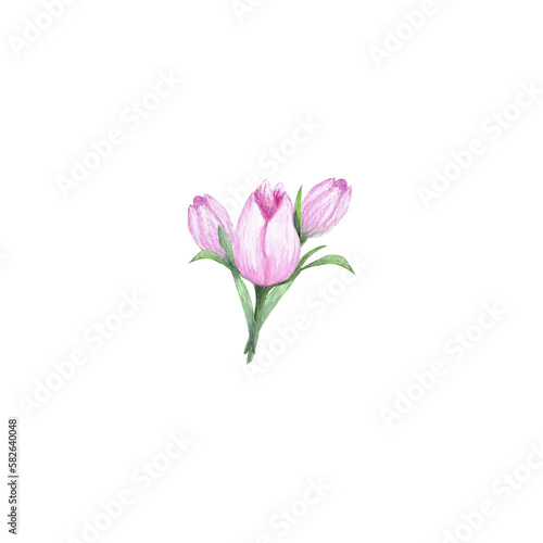 Fototapeta Naklejka Na Ścianę i Meble -  Watercolor  of composition of tulips. Bouquets of delicate pink tulips and green leaves for the design of invitations, greeting cards, wallpapers.