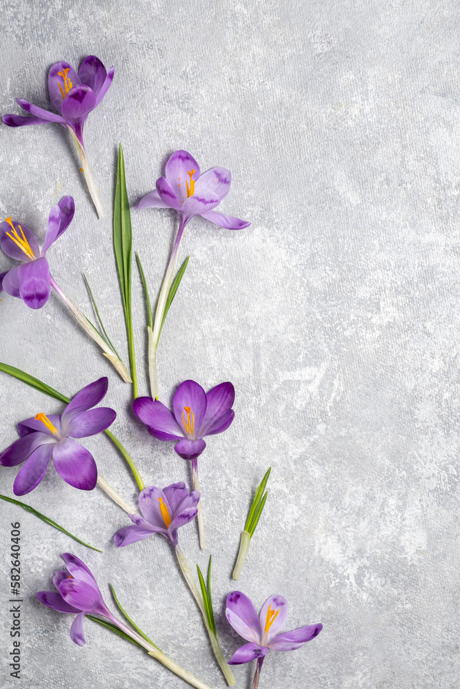 composition with spring flowers. purple crocuses on a gray background. Top view and copy space composition with spring flowers. purple crocuses on a gray background. Top view and copy space