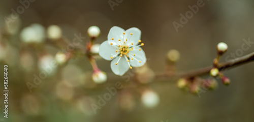 Beautiful white apple blossom on a branch, closeup