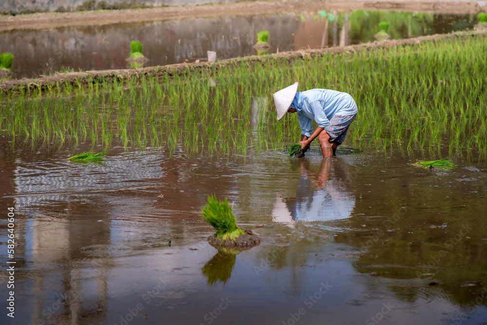 A farmer is planting rice in a field and her reflection. A farmer is planting rice in a field and her reflection.