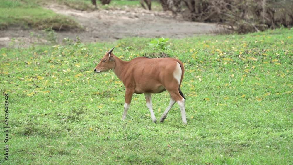 Banteng ,Bos javanicus living in nature at Huai Kha Khaeng National Park. Banteng ,Bos javanicus living in nature at Huai Kha Khaeng National Park.