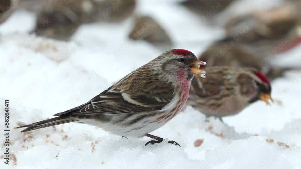 bird common redpoll on ground feeding natural world norway bird common redpoll on ground feeding natural world norway
