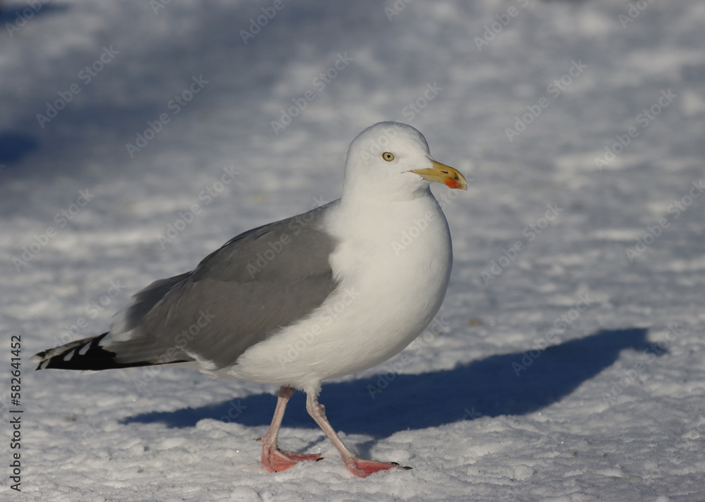 herring gull herring gull
