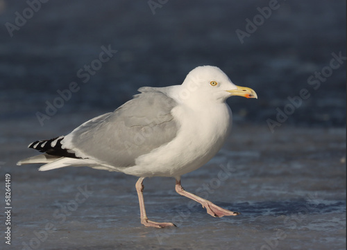 herring gull © John Sandoy