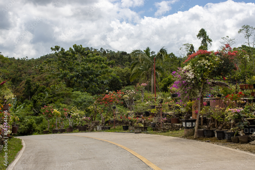 beautiful village road, with flowers on the side of the road, in a tropical jungle, sunny day, illustration of outdoor activities and travel