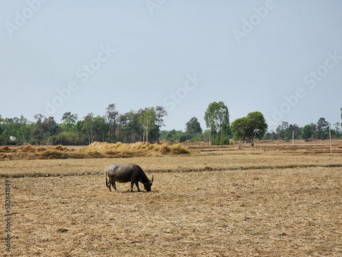 Buffalo in a field