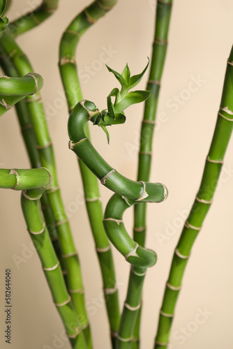 Beautiful green bamboo stems on beige background