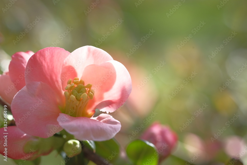 Apple blossom is pink. Tree branches. Apple blossom is pink. Tree branches.