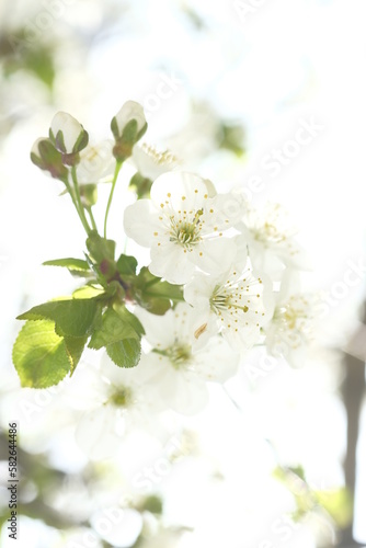 Inflorescence of white apple flowers on blurred background.