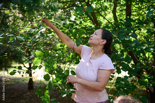 Middle-aged multi-ethnic amateur female farmer gathering crop of ripe sweet cherry berries in summer orchard. Harvest time. June month. Gardening. Agriculture. Agricultural hobby and agribusiness