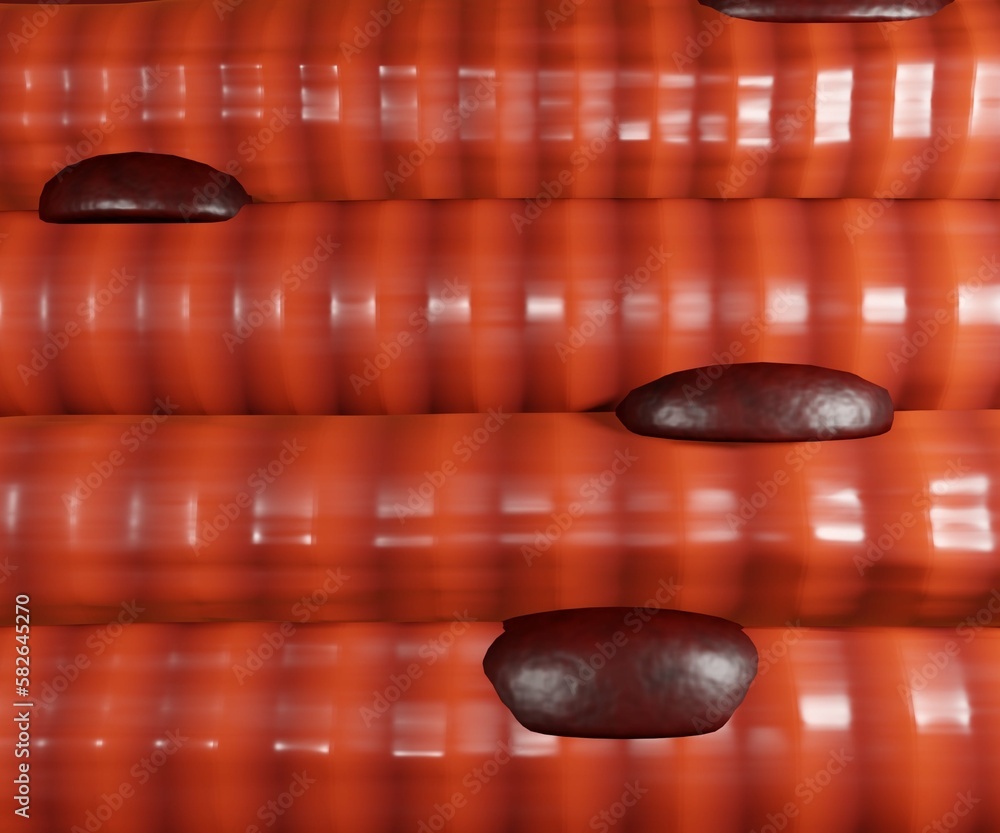 Skeletal muscle cells are long, cylindrical, and striated. A skeletal