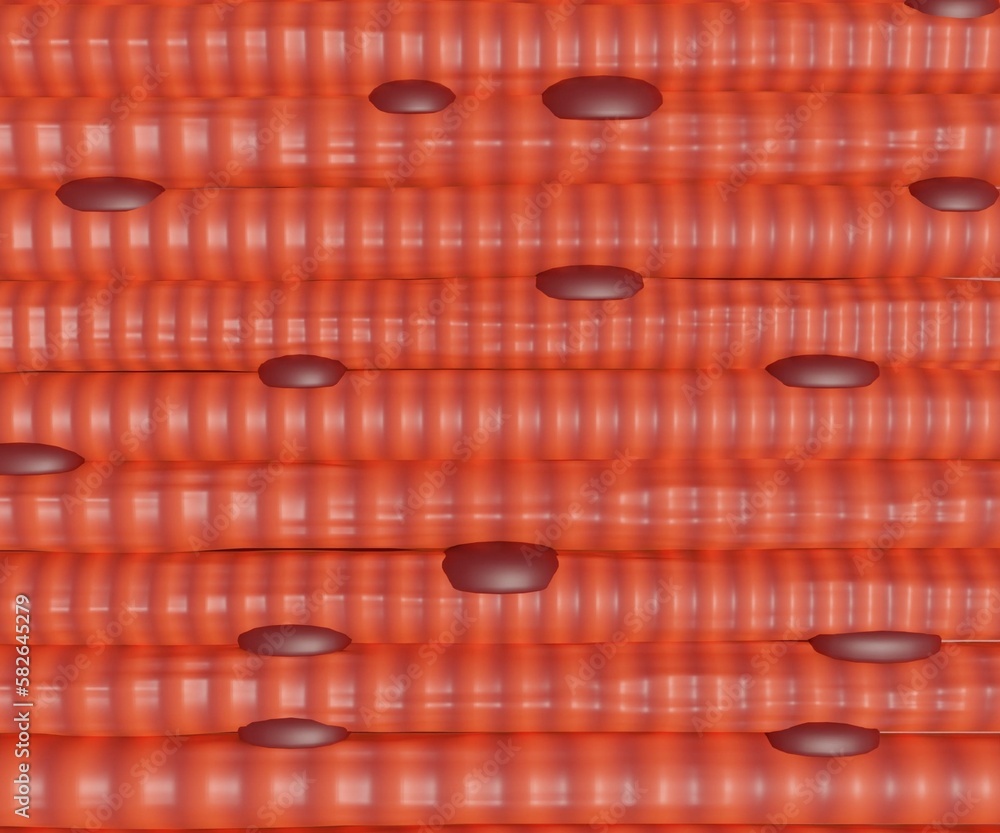 Skeletal muscle cells are long, cylindrical, and striated. A skeletal