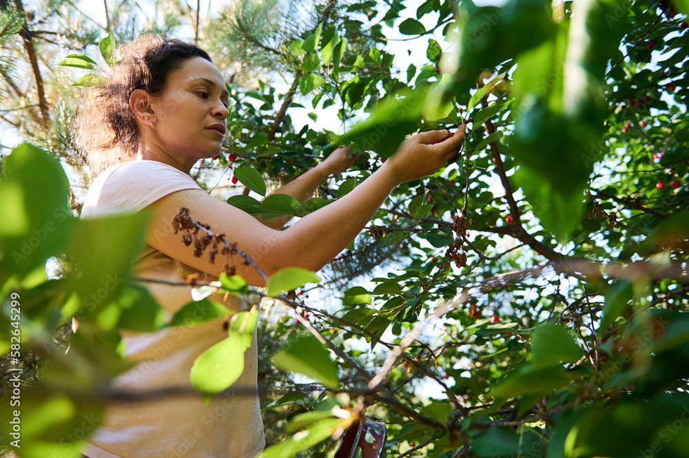 Multi-ethnic woman, farm worker, amateur gardener standing on ladder, gathering mature cherries in organic orchard. View to a beautiful clear blue sky through tree leaves. Rural lifestyle. Countryside Multi-ethnic woman, farm worker, amateur gardener standing on ladder, gathering mature cherries in organic orchard. View to a beautiful clear blue sky through tree leaves. Rural lifestyle. Countryside