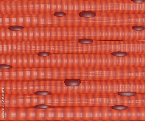 Skeletal muscle cells are long, cylindrical, and striated. A skeletal muscle contains multiple fascicles – bundles of muscle fibers 3d rendering photo