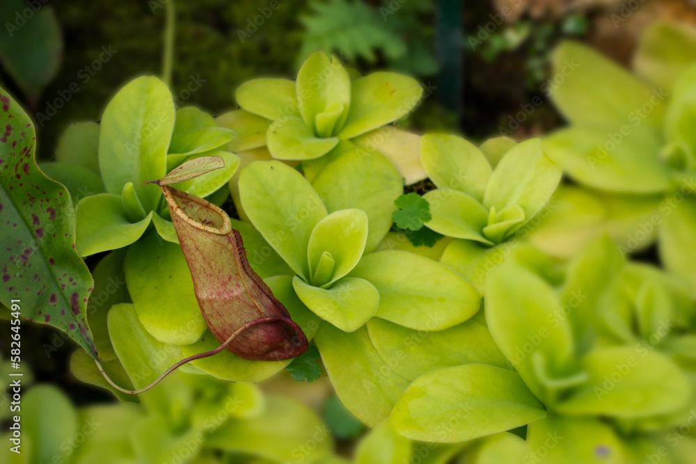 Monkey Cups is an insectivorous plant with the scientific name Nepenthes Mirabilis, classified in the family Nepenthaceae. There are nectar glands to attract prey on the mouth and lid. Monkey Cups is an insectivorous plant with the scientific name Nepenthes Mirabilis, classified in the family Nepenthaceae. There are nectar glands to attract prey on the mouth and lid.