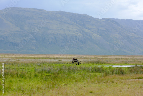Reindeer in the south of Iceland © Tobias Seeliger