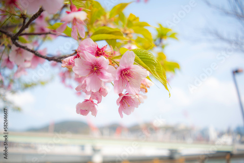長崎春の桜