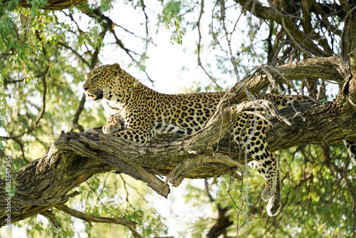 Leopard on a tree in Botswana