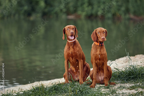 Two brown young dogs of the Hungarian Vizsla breed are playing in the meadow on a summer day. The concept of goods for animals, become, blog. Summer landscape. Medium plan. 