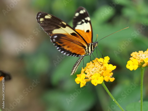butterfly on flower © Johannes Röhrle