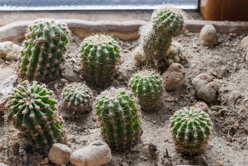 Small decorative cactuses in a flower pot on a windowsill