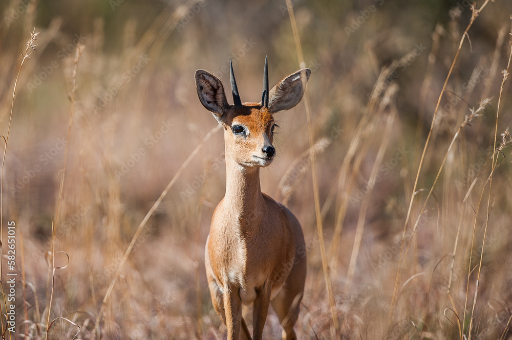Klipspringer in the african bush Klipspringer in the african bush