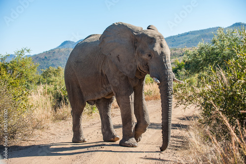 Elephant walking across a road at a national park