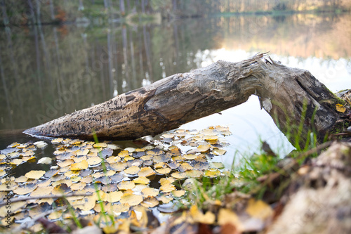 Herbst am See