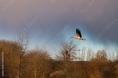 Storch im Flug